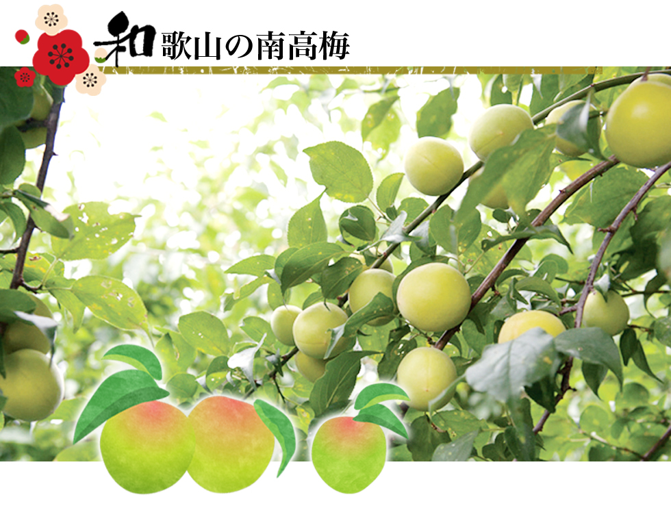 和歌山の南高梅